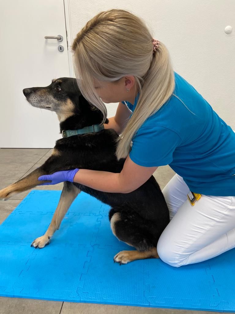 Tierphysiotherapie  Kleintierpraxis West